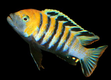  Эдвард (Cynotilapia afra "Edwardi Cobue") ПРОДАНО!
